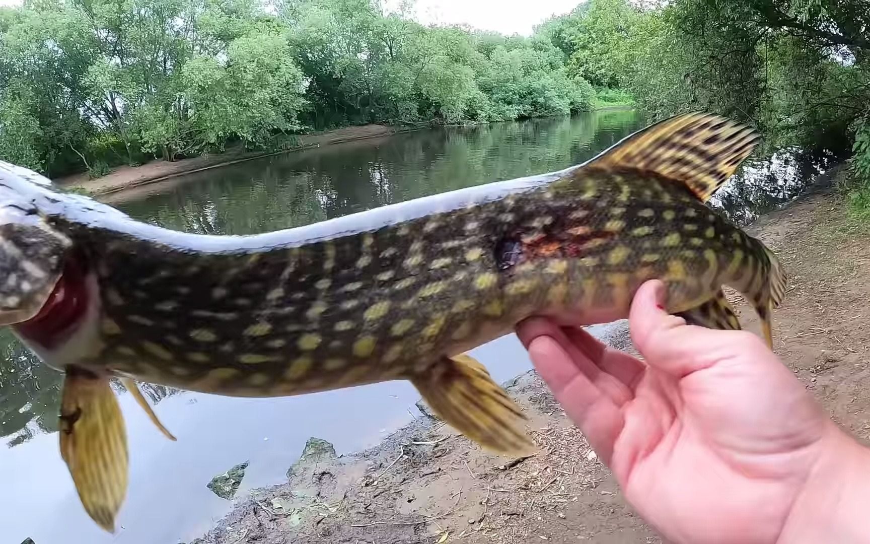 【路亚钓鱼】lure fishing 超大号米诺 在溪流中能钓到什么鱼