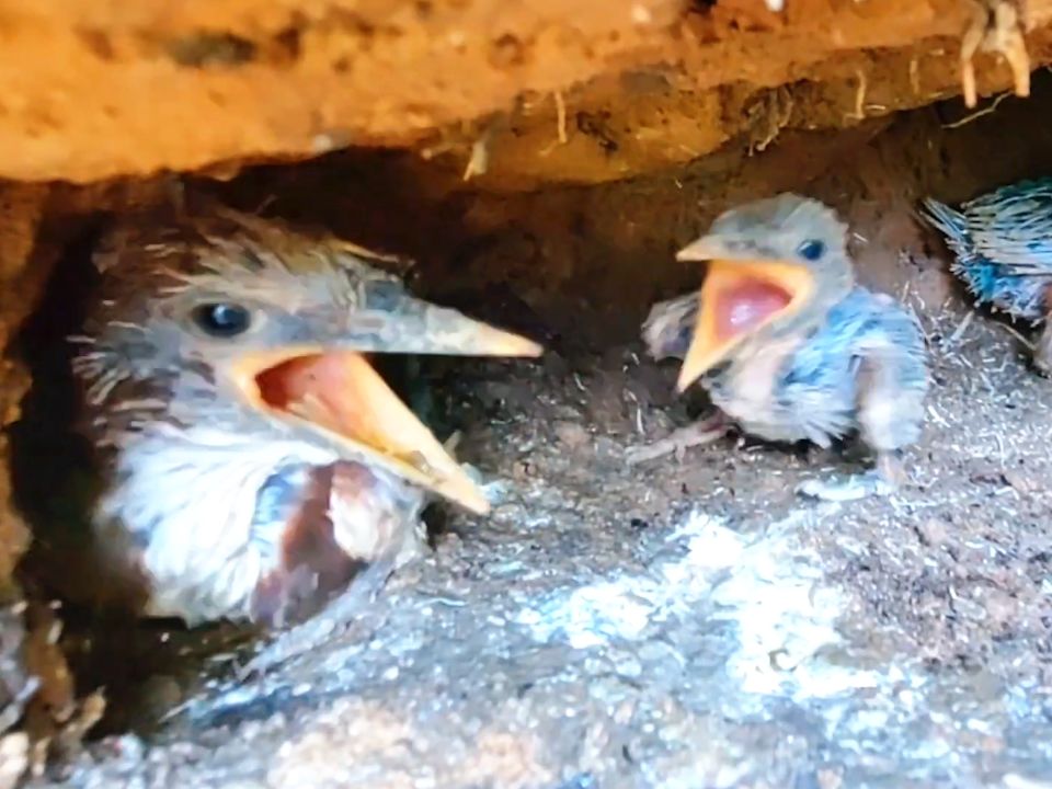 翠鳥老大:你特麼咬我幹啥,找死!