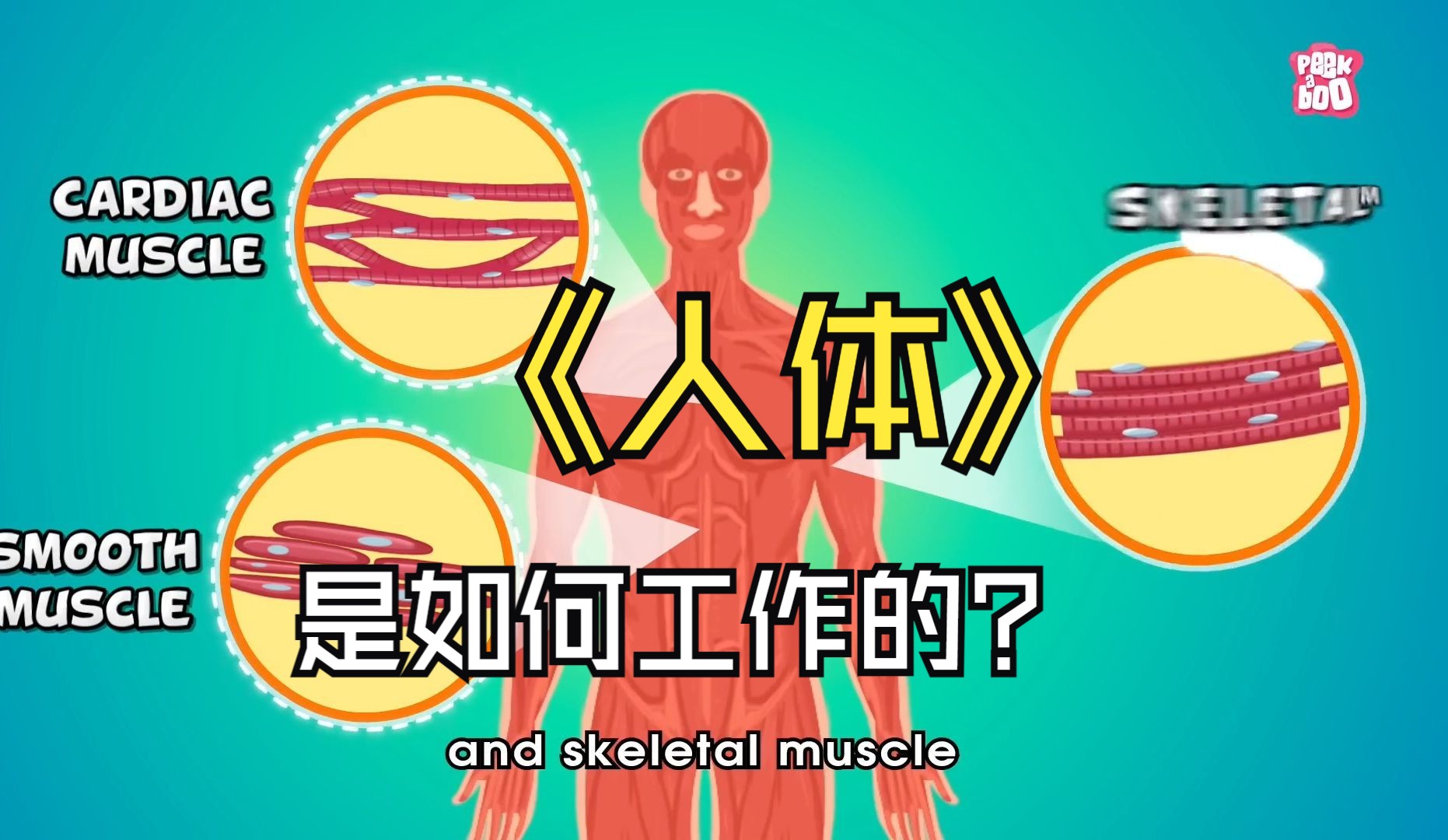 [图]How Do Your Body Parts Work？你的身体部位如何运作？ | 不间断剧集 | 比诺克斯博士秀