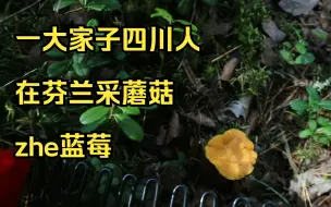 下载视频: 在大农村芬兰必须做的事之摘蓝莓采蘑菇