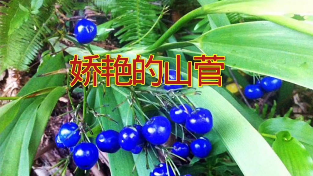 [图]民间百草——山菅，此物有毒。叶茎捣烂外敷可治蛇虫咬伤，发炎脓肿，牛皮癣。茎叶捣汁跟米浸泡后晒干可做老鼠药。