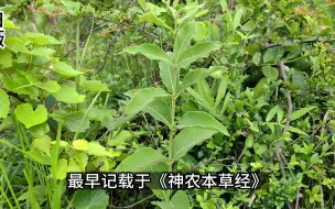 Download Video: 白薇，名字很美的古老本草植物，因根茎形状而得名，《神农本草经》就有记载了