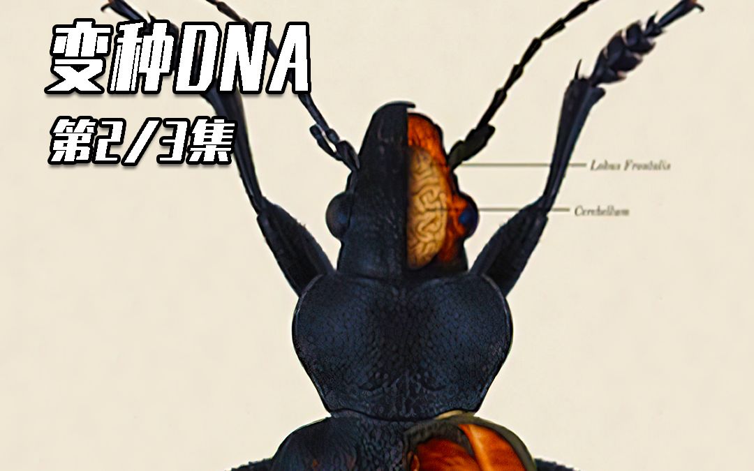朝着人类进化的变异蟑螂!本是治疗的犹大却成为了袭击人类的怪物!