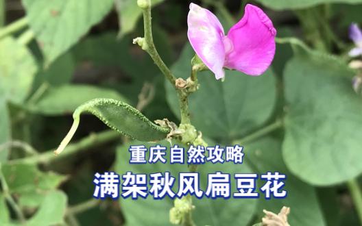 满架秋风扁豆花批注图片