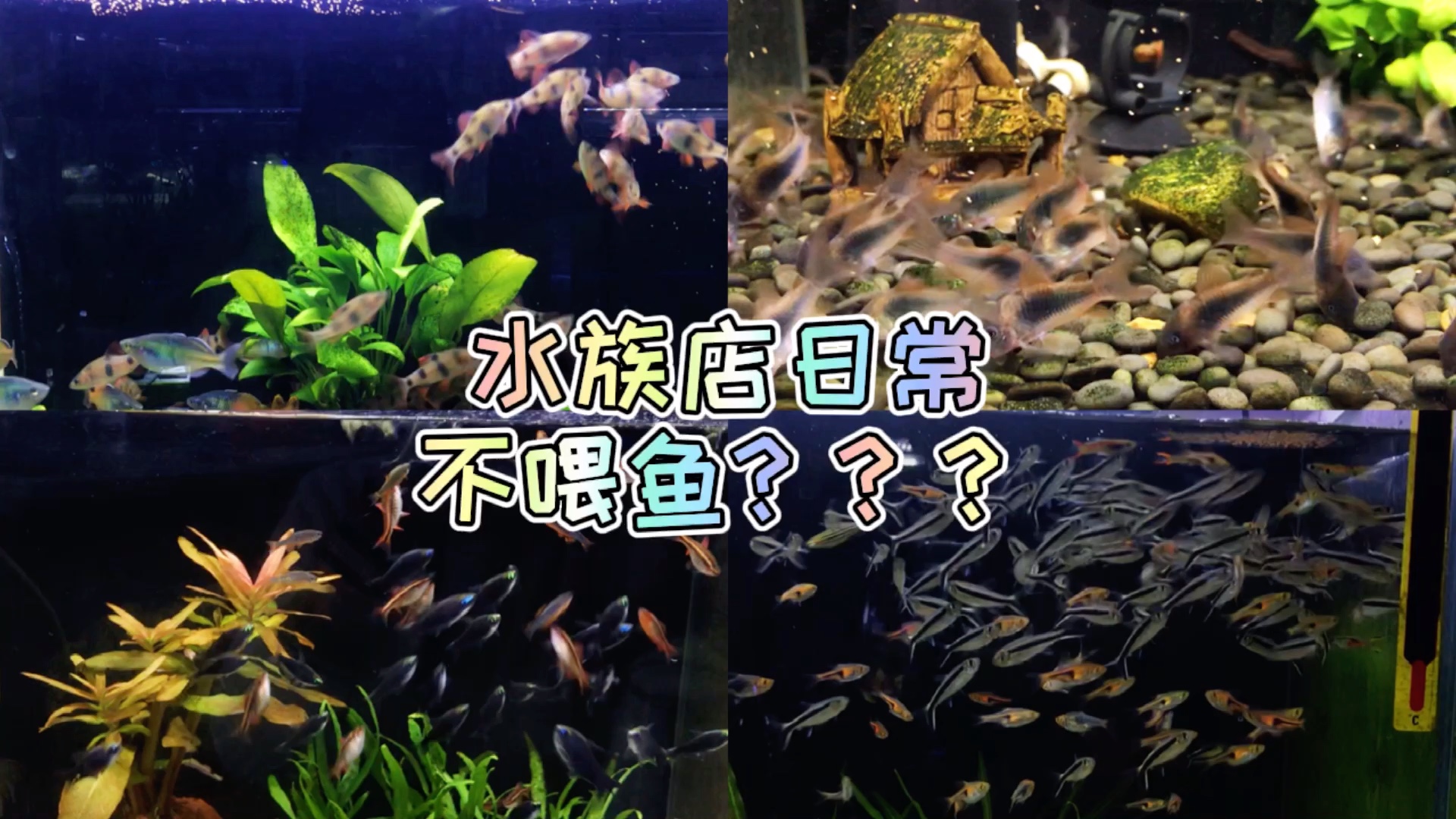 水族店的日常不喂鱼?哔哩哔哩bilibili