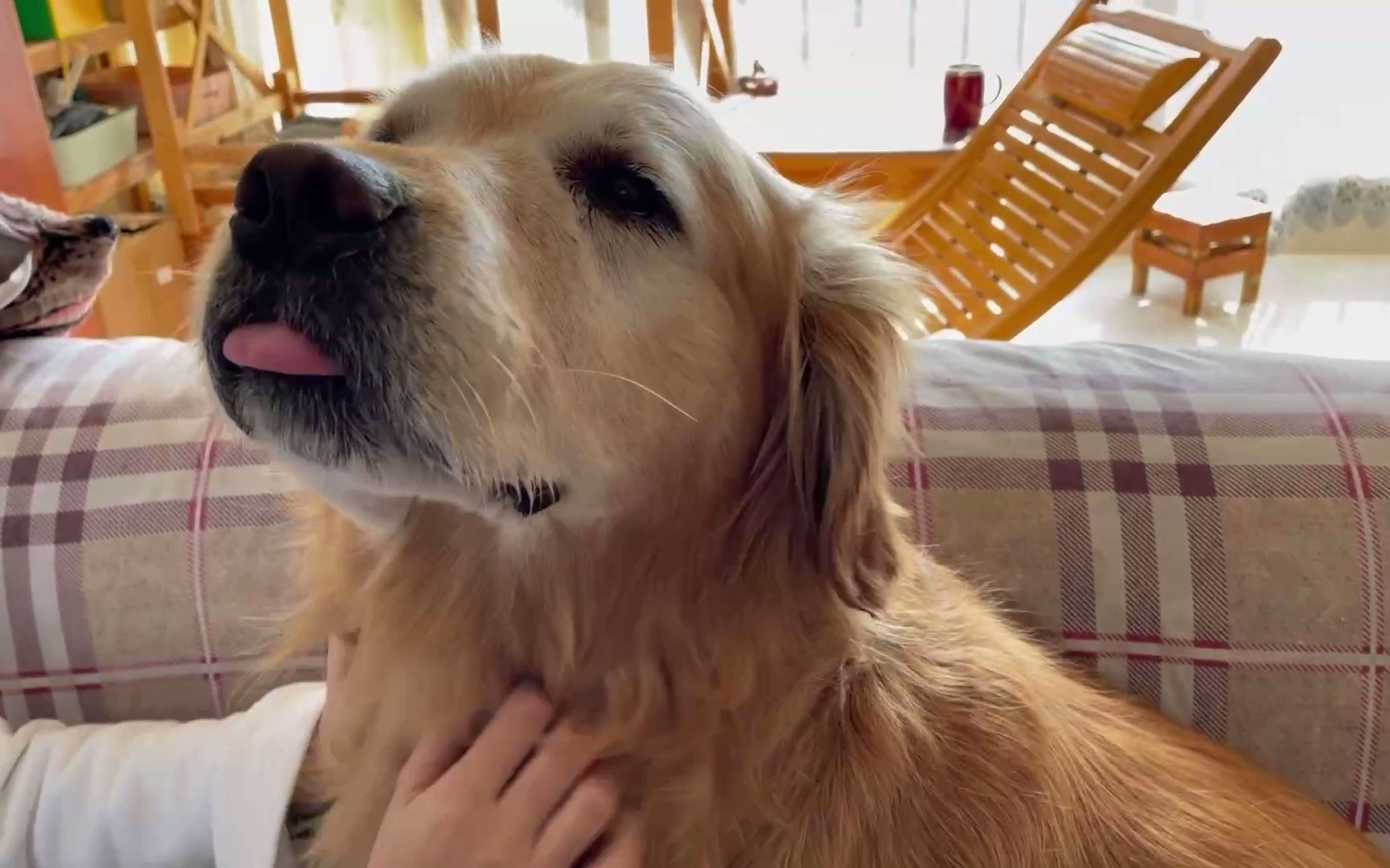 狗狗的语言你能听懂吗?这些狗精就差开口说话了!