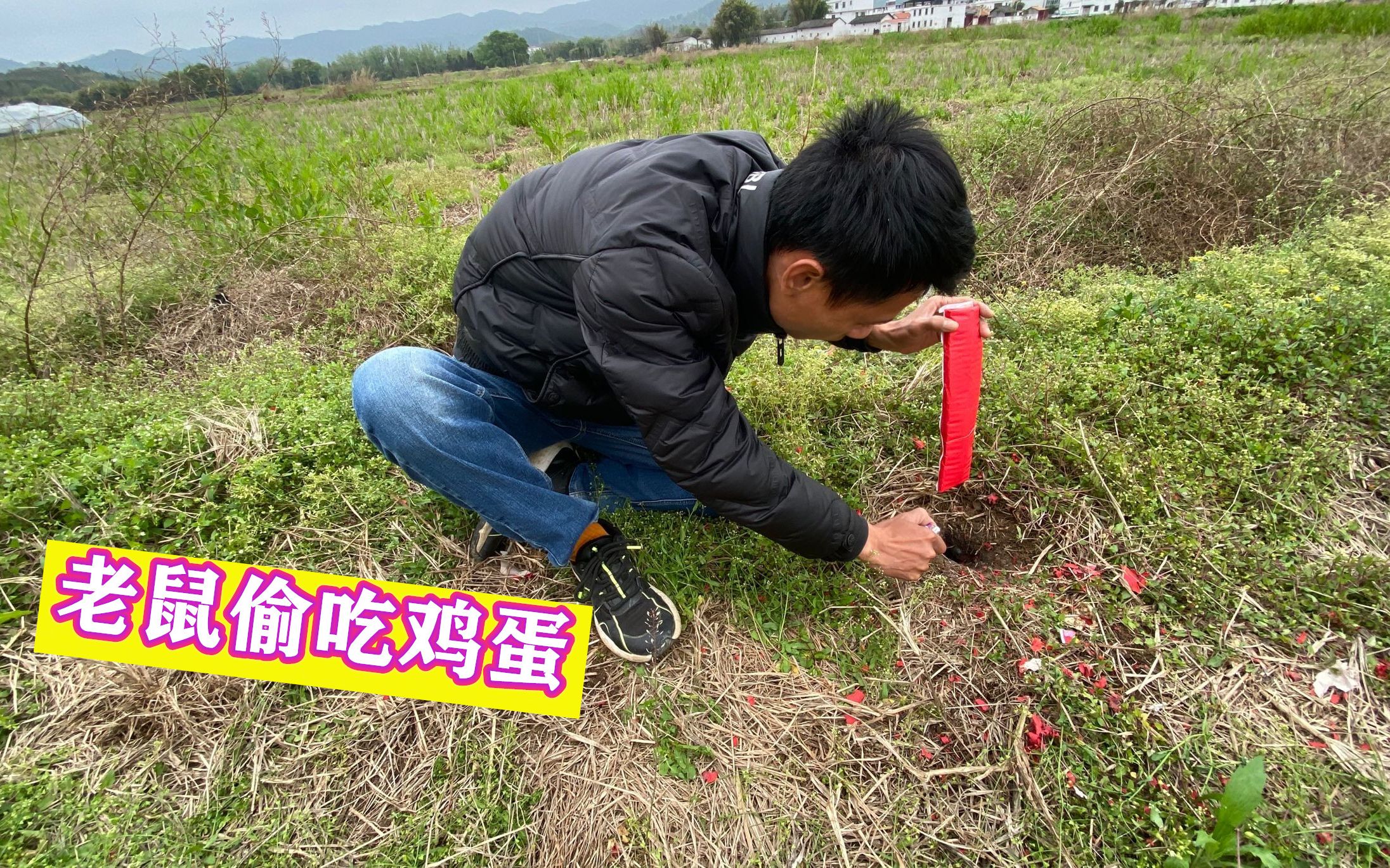 [图]老鼠偷吃大伯家的鸡蛋，小伙鼠洞里放鞭炮，来看看能不能炸出来