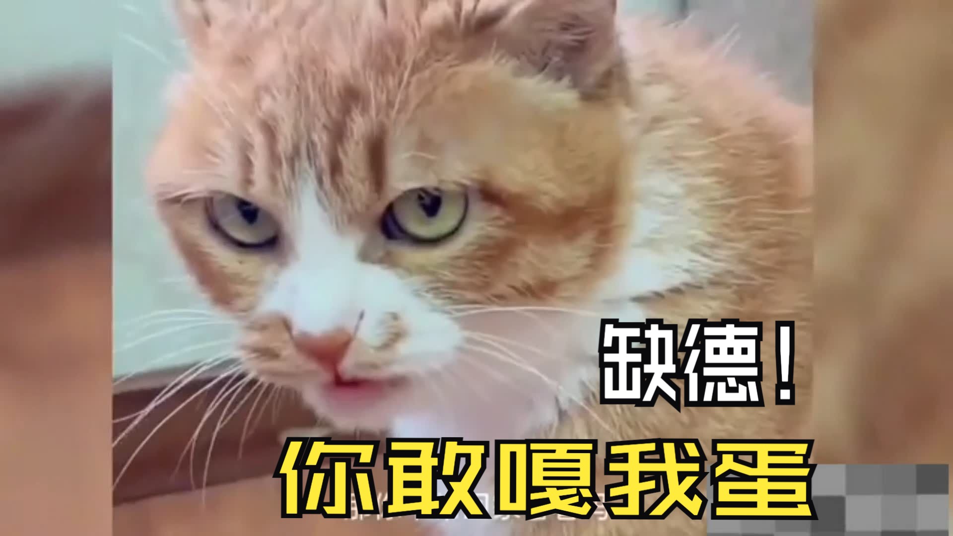 这猫建议 人道毁灭 之二 嘎蛋算不算虐猫?哔哩哔哩bilibili