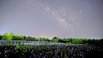 Download Video: 星空璀璨缀轮廓，繁花仰望任意飞