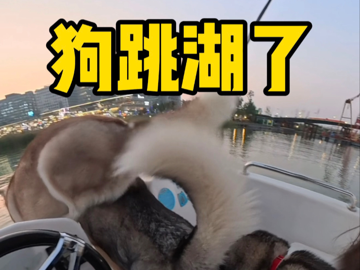 狗跳湖了，欢迎收看遛三只哈士奇的vlog