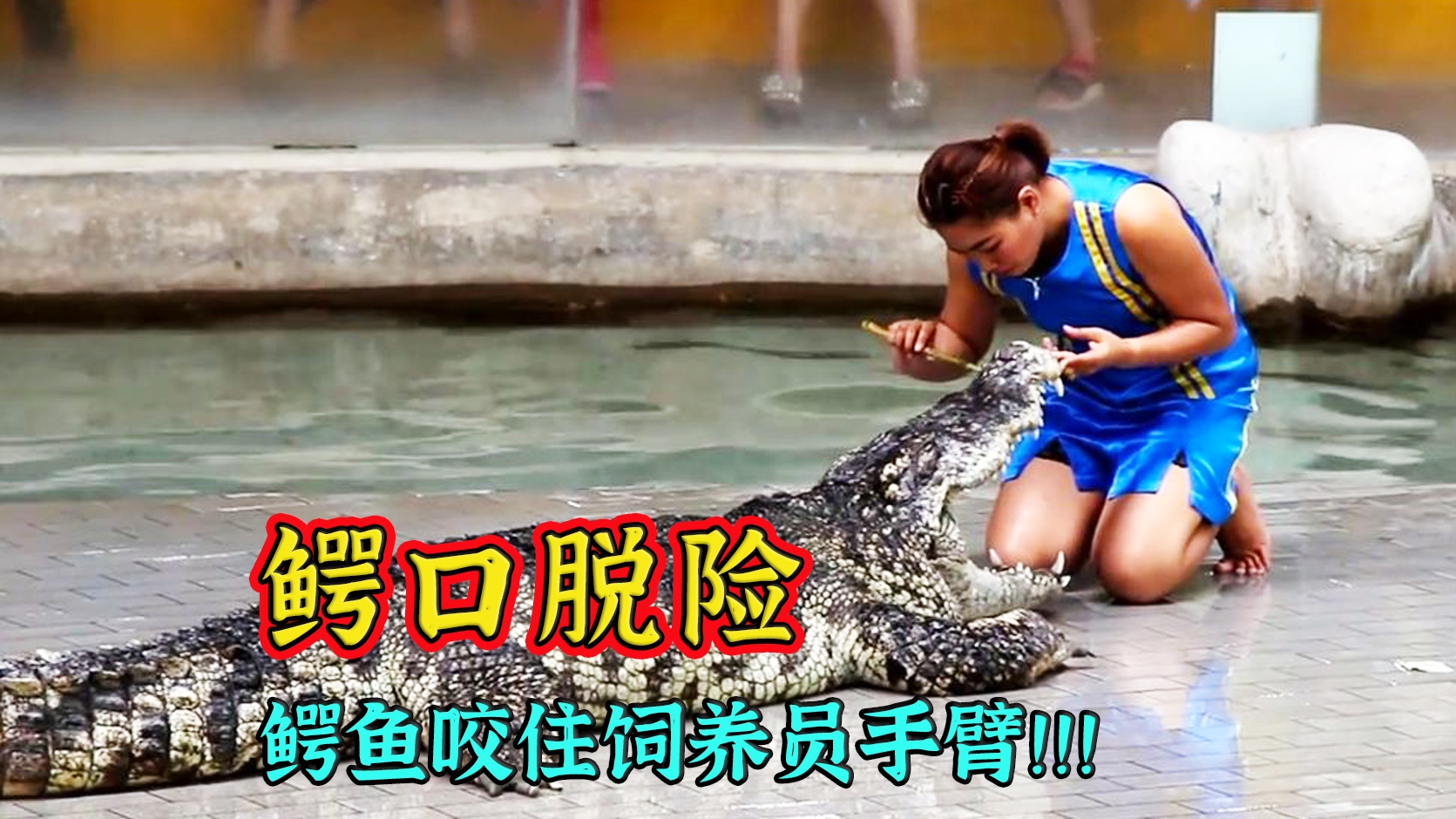 惊险一幕!鳄鱼突然咬住女饲养员手,试图将手臂扯断吃掉