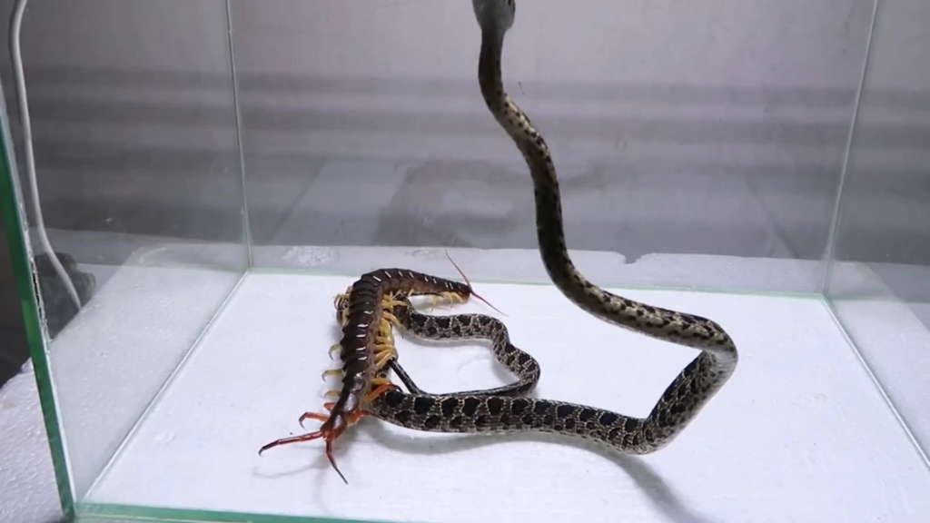 当五毒蜈蚣遇上蝰蛇,会发生什么?