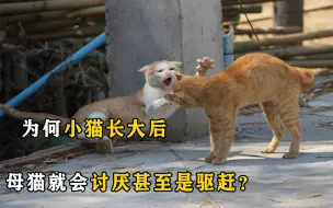 Download Video: 母猫对幼苗疼爱有加，为何小猫长大后，母猫就会讨厌甚至是驱赶？