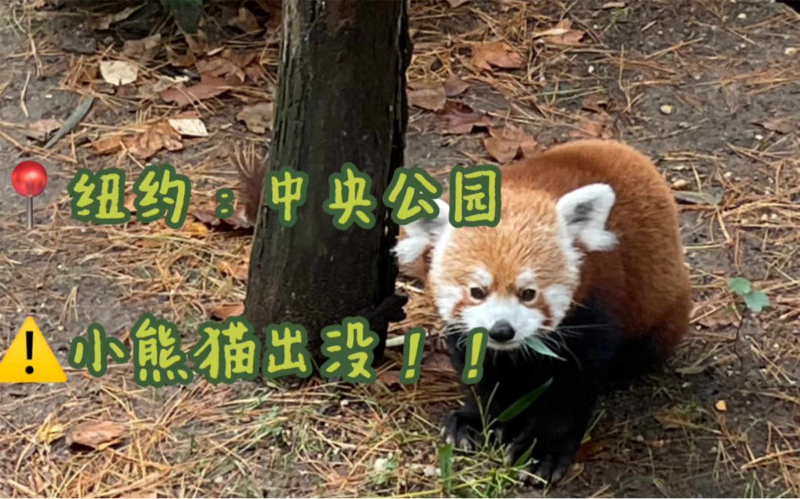 纽约中央公园|Central Park Zoo|小熊猫哔哩哔哩bilibili