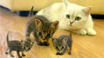 全b站第一个靠救猫上电视的up主 撒花 哔哩哔哩 Bilibili