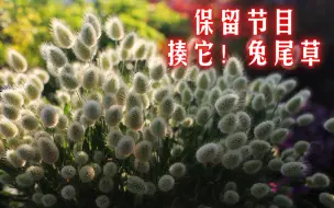 下载视频: 【兔尾草】保留节目，揍它！