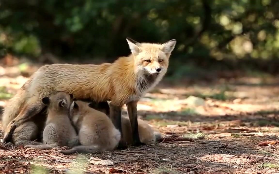动物世界:狐狸妈妈和她的幼崽们