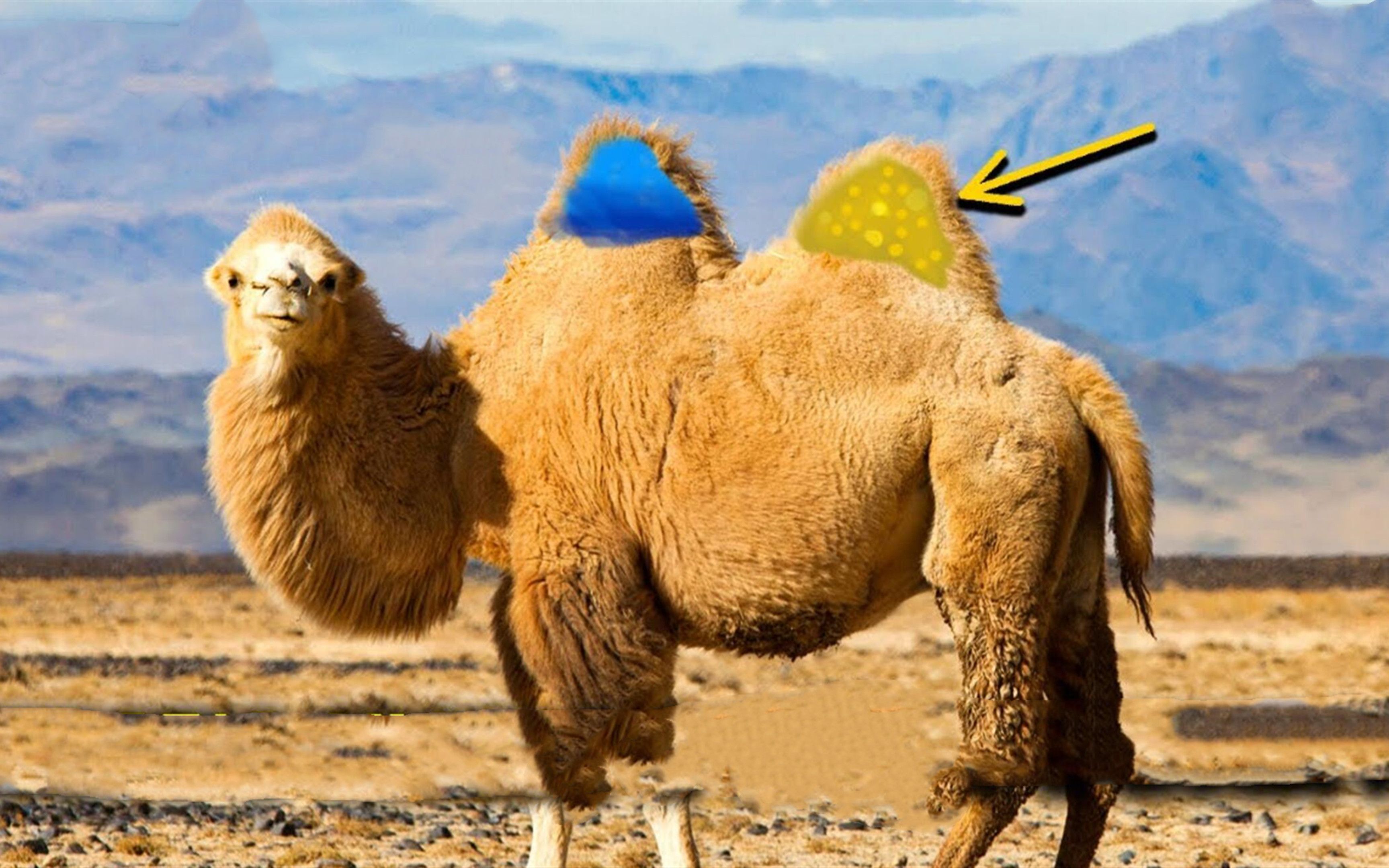 骆驼峰肉如何制作?驼峰里面都是水吗