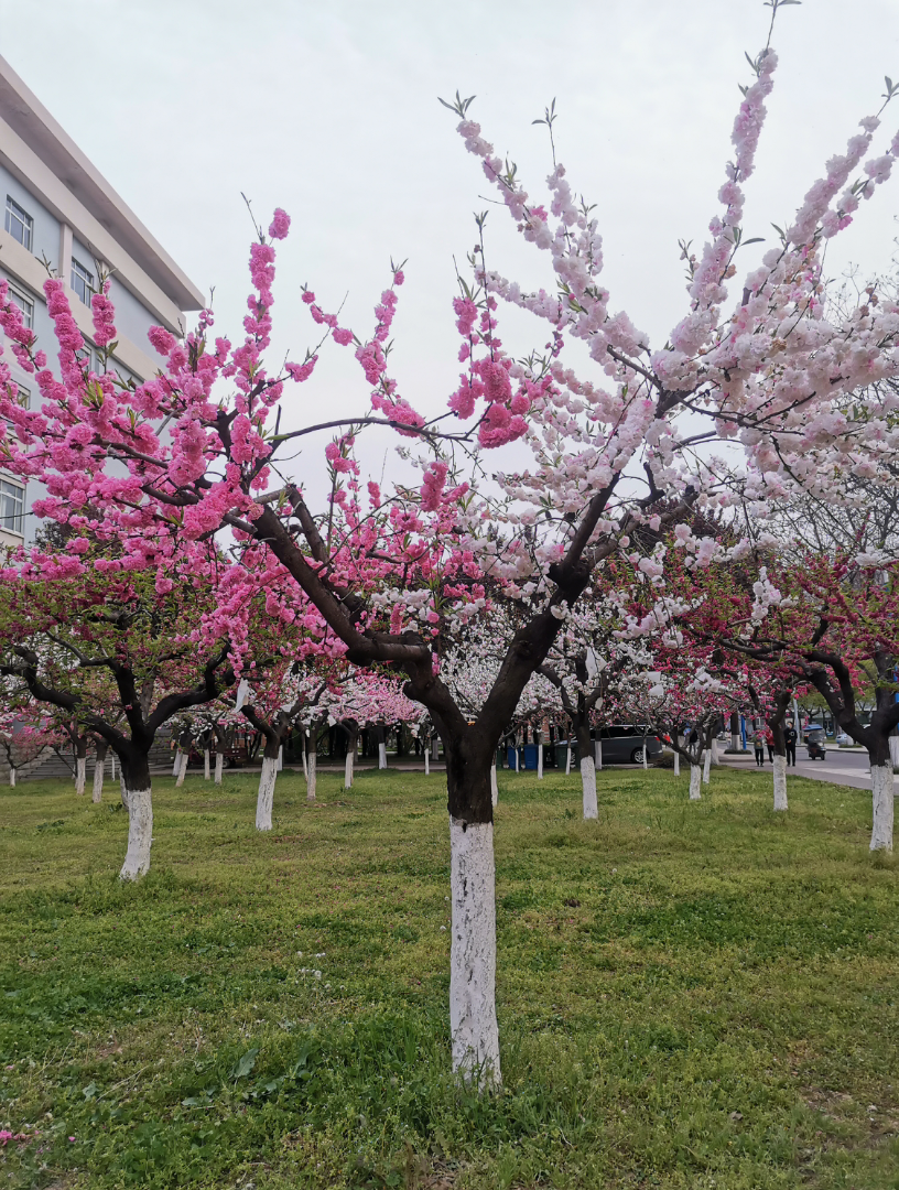 西农南校区樱花路_哔哩哔哩_bilibili
