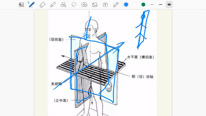 矢状轴冠状轴图解图片