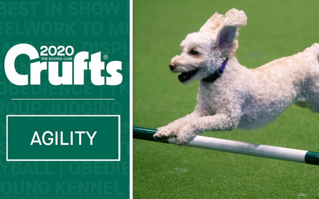 2020 crufts 敏捷犬大赛小型犬团队决赛
