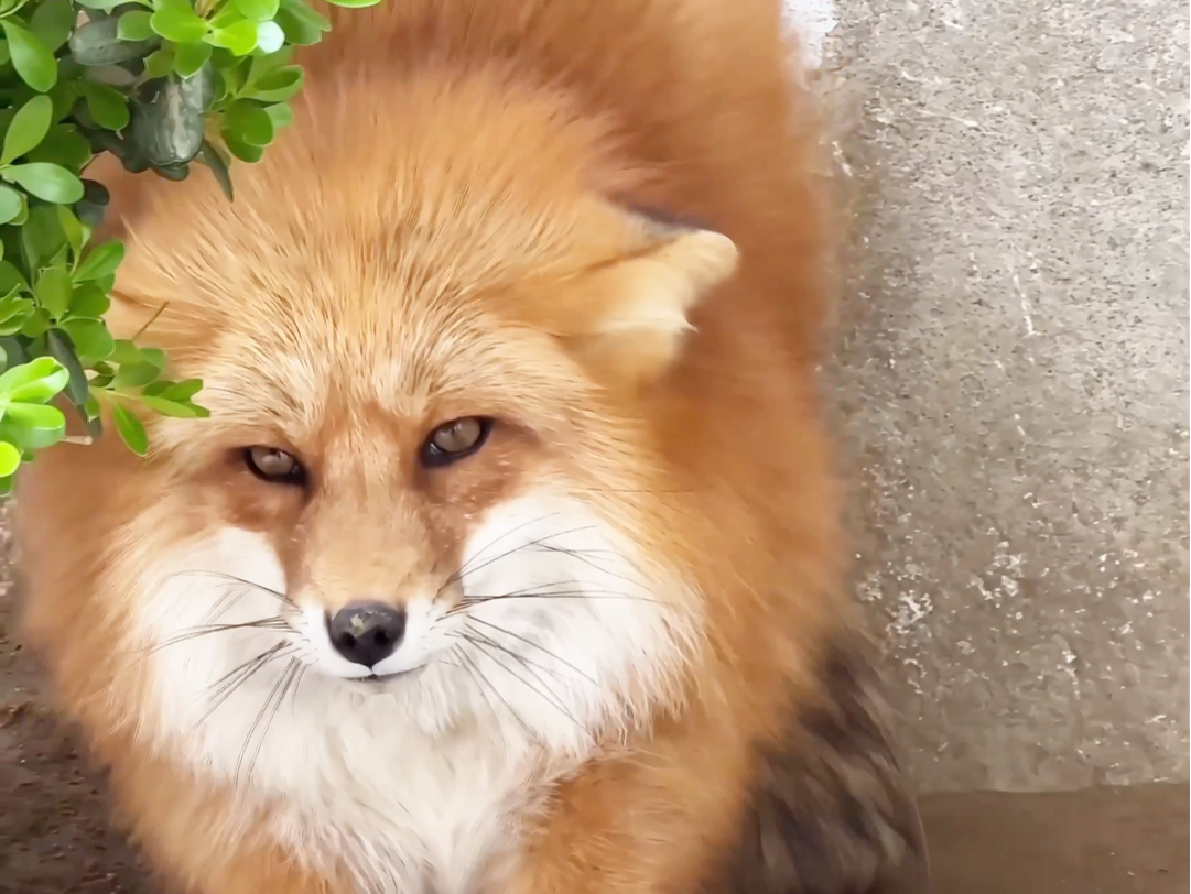 火狐一年中最美的状态