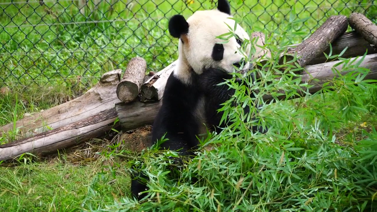 【大熊猫成双成对真真君君】 20170929长沙动物园成双成对真真君君