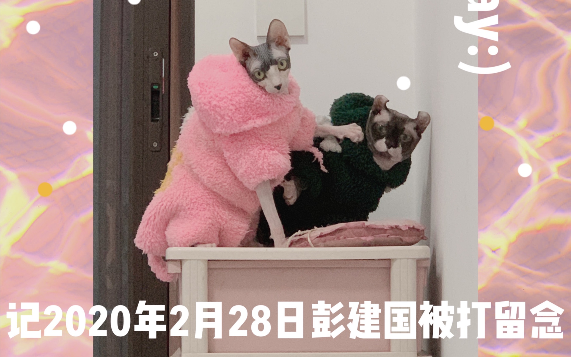 无毛猫夫妻的日常操作记2020年2月28日彭建国被打留念哔哩哔哩bilibili