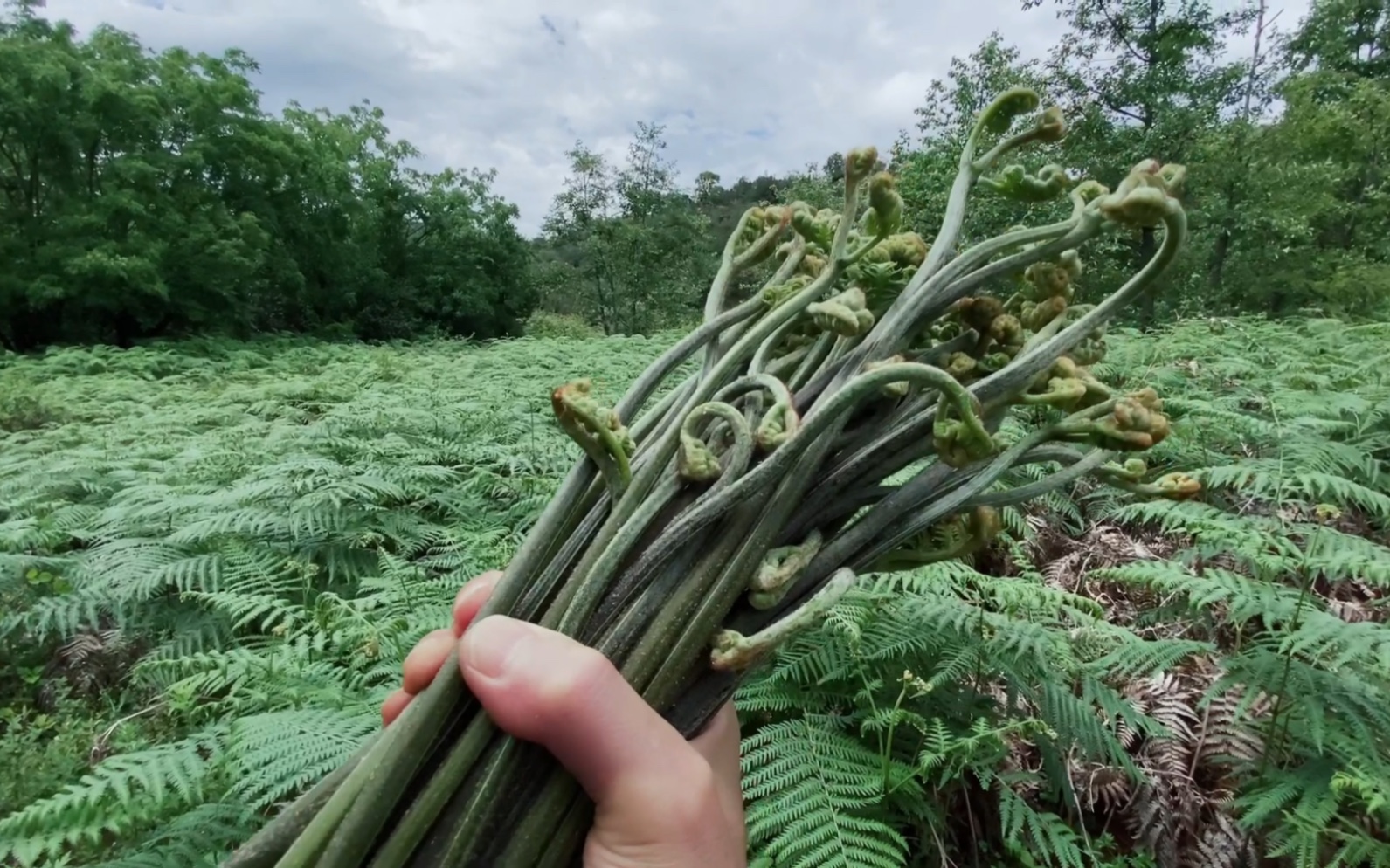 森林里的蕨蕨菜正嫩,沉浸在蕨丛里采摘蕨菜也是一种享受,吃巳经不重要,满眼的绿色,真想躺下睡上一天哔哩哔哩bilibili