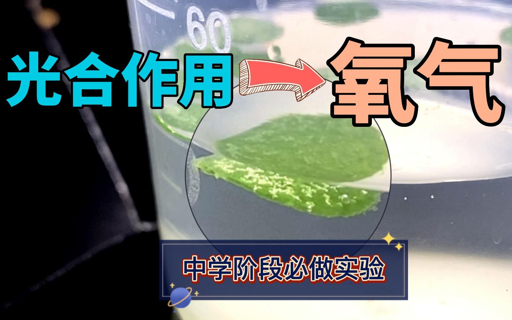 [图]小白菜放在小苏打溶液里，能看到光合作用产生的氧气，活久见！