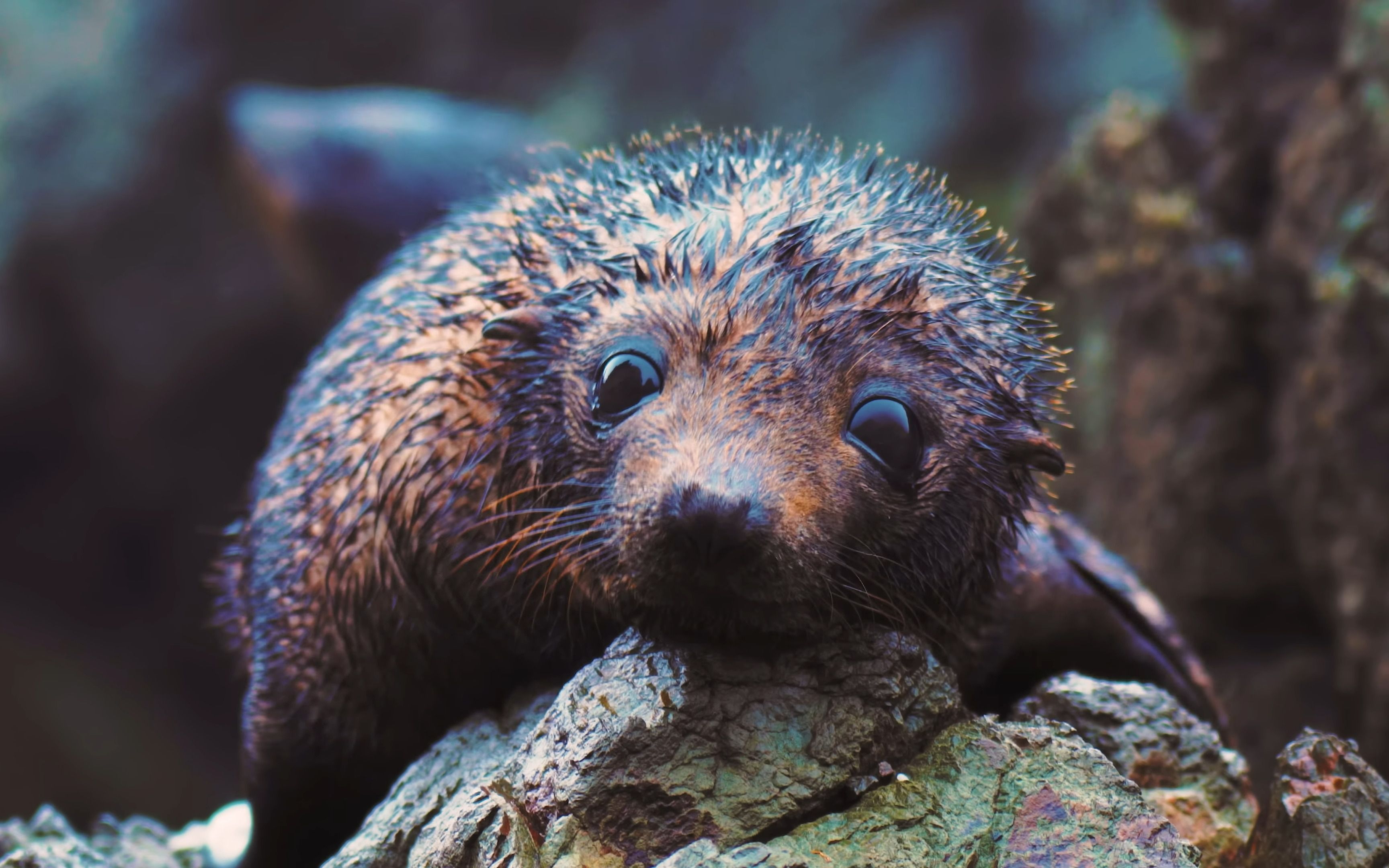 the animals 4k ultra hd 这些动物是4k超高清的-12