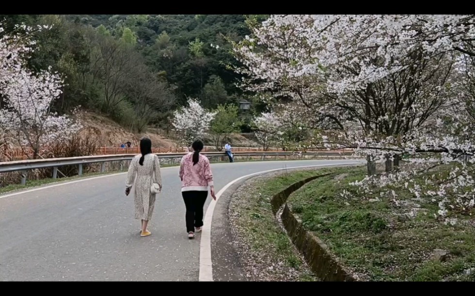 中国最浪漫的地方 绍兴章镇,张村十里樱花哔哩哔哩bilibili