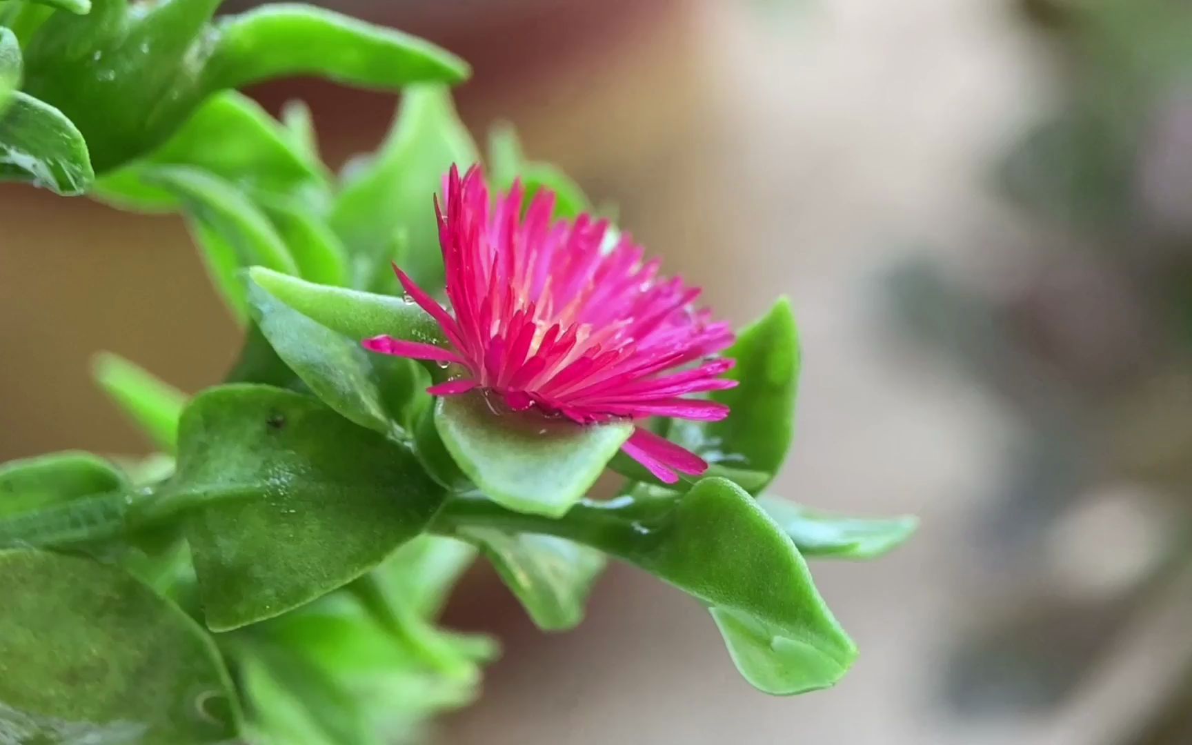 活动  心叶日中花,白天开花,晚上合拢