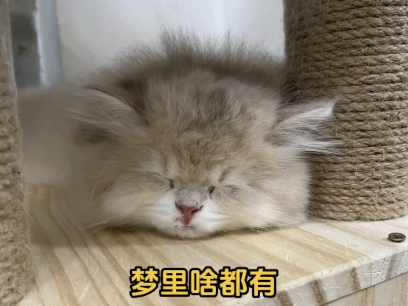 睡吧 梦里啥都有