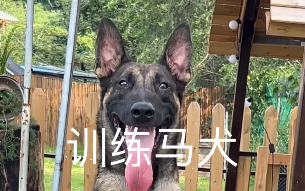 科目马犬找主人哔哩哔哩bilibili