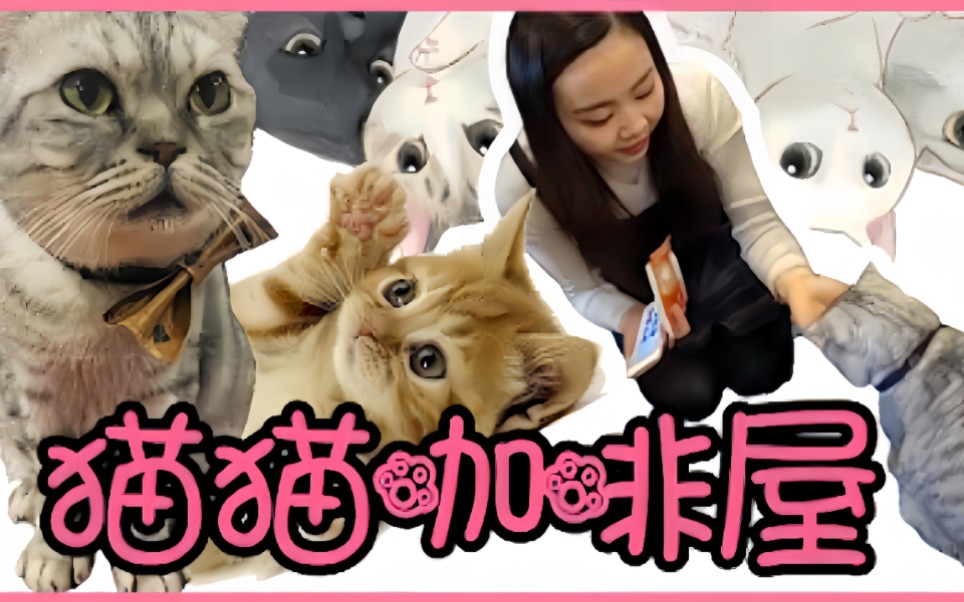 [图]韩国的猫咪咖啡馆探店vlog！零距离接触喵星人！