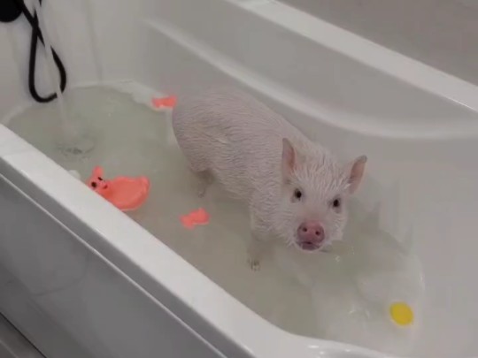 谁家小猪在洗澡