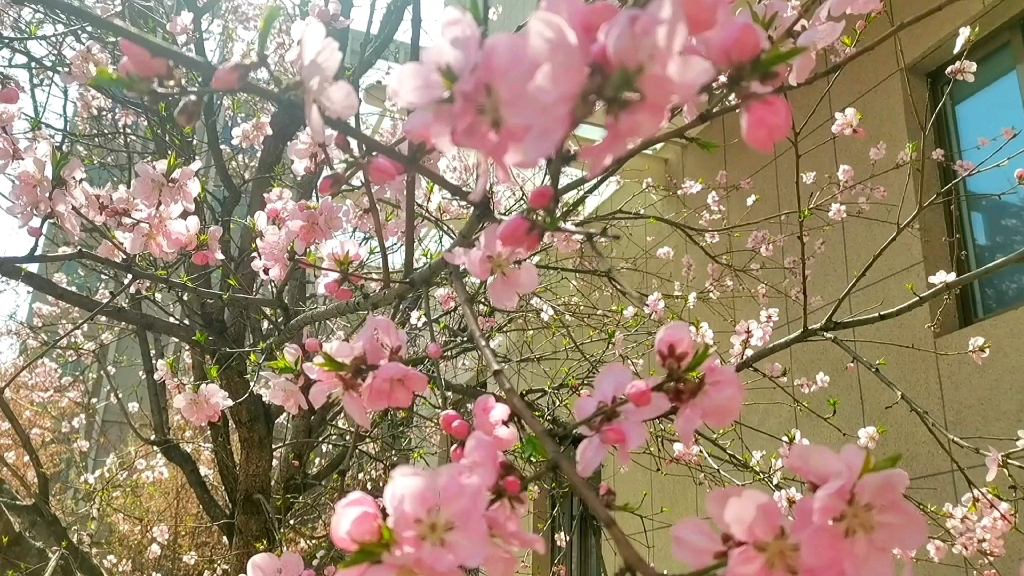 [图]阳春三月，桃花盛开的季节