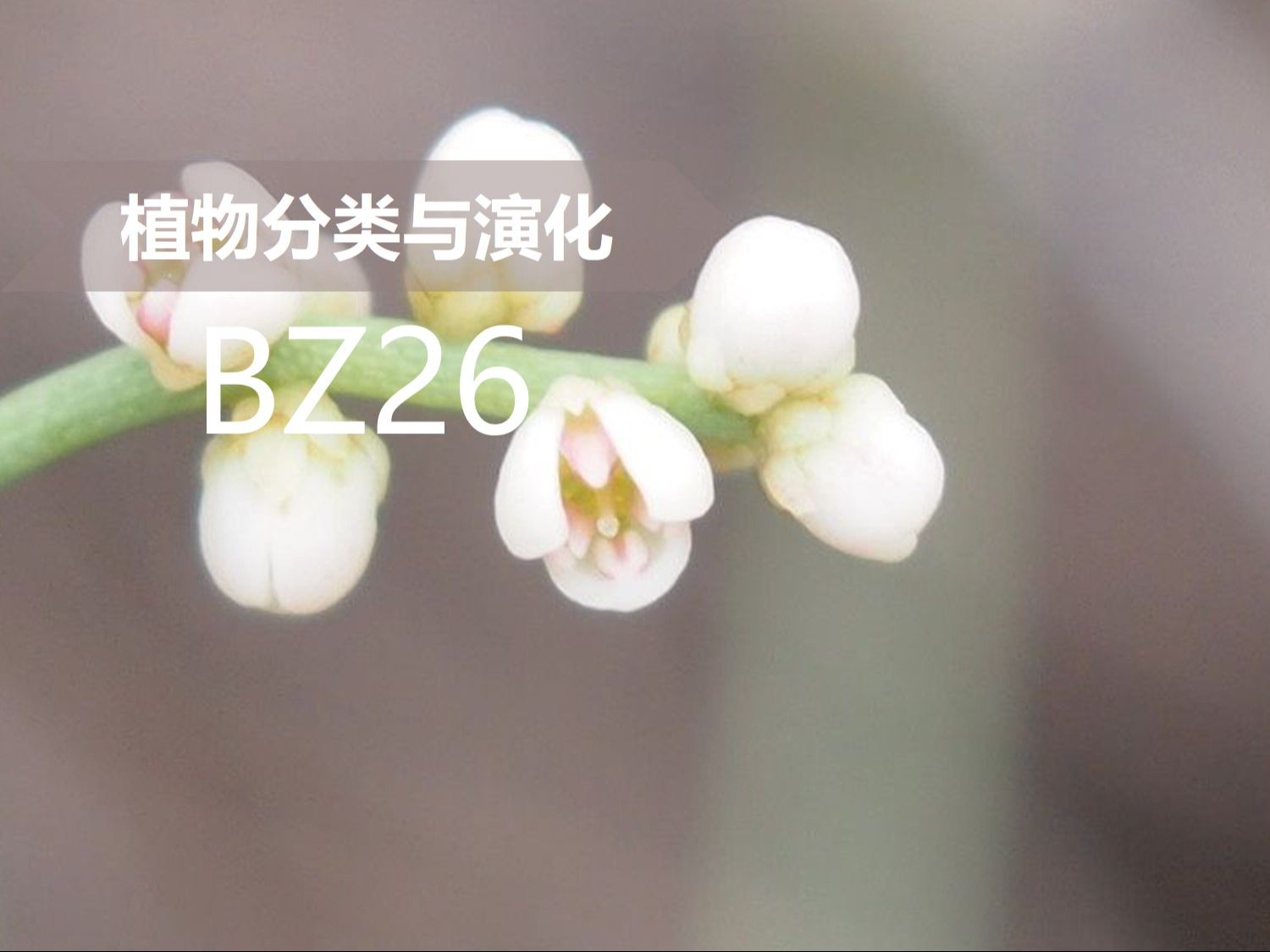 【植物分类与系统发育】BZ26 樟目 樟科 无根藤属哔哩哔哩bilibili