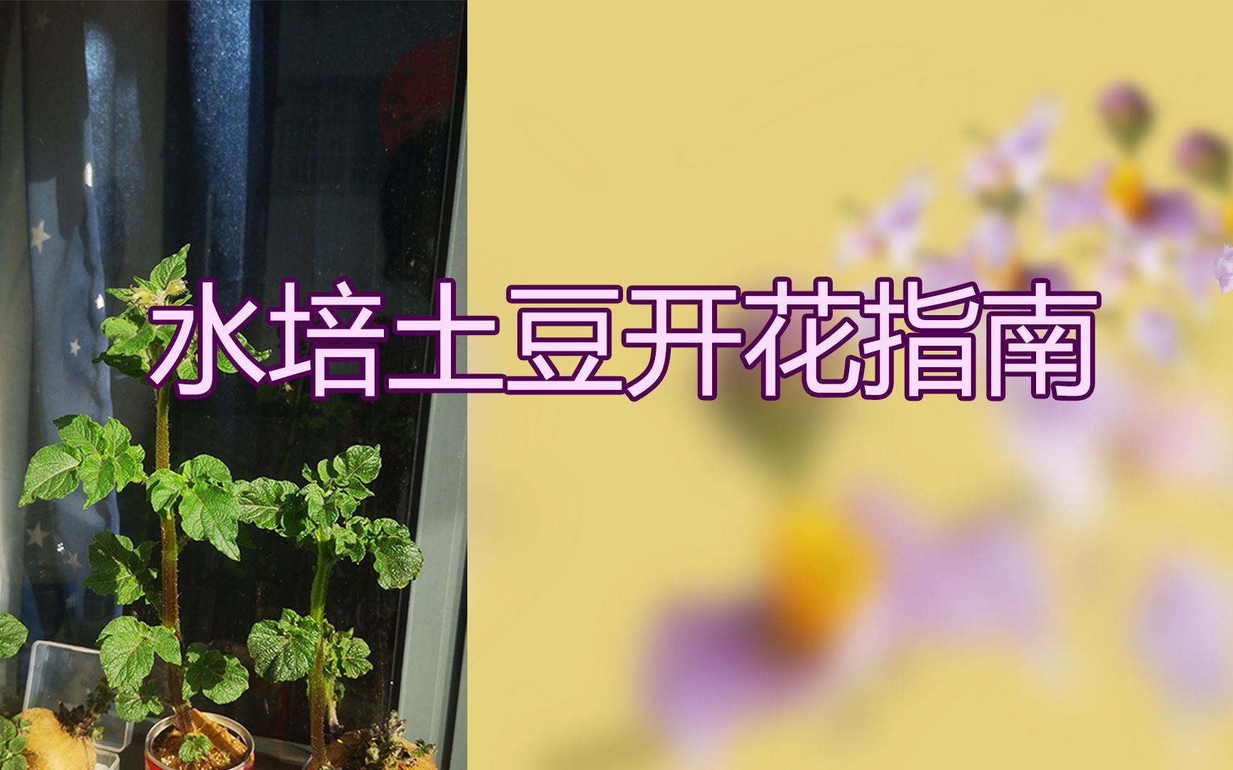 听说洋芋开花赛牡丹?居家水培土豆成长日记哔哩哔哩bilibili