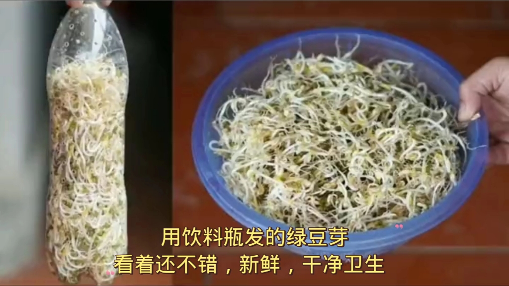 [图]用饮料瓶发的绿豆芽，看着还不错，新鲜，干净卫生