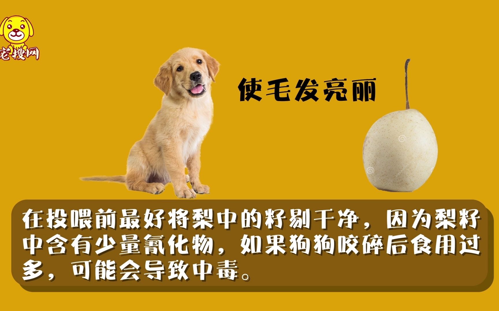 金毛幼犬可以吃梨吗哔哩哔哩bilibili