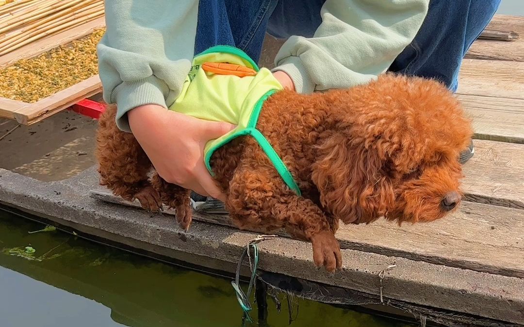 狗狗教你学游泳:狗刨式