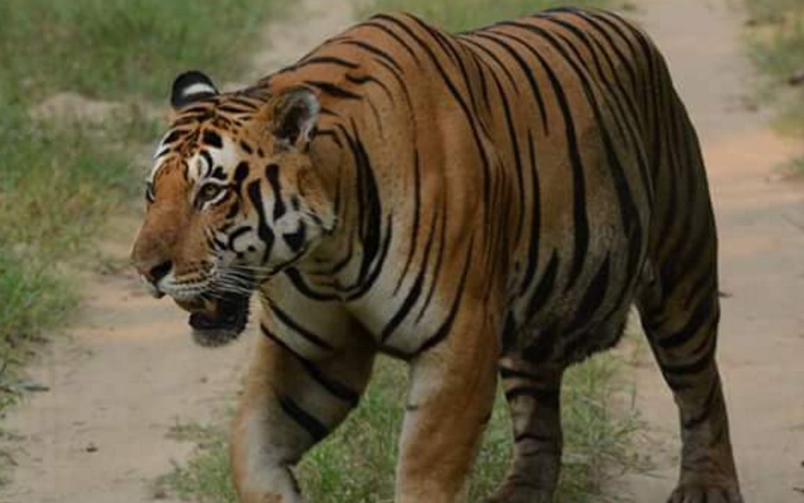 印度三大巨虎图片