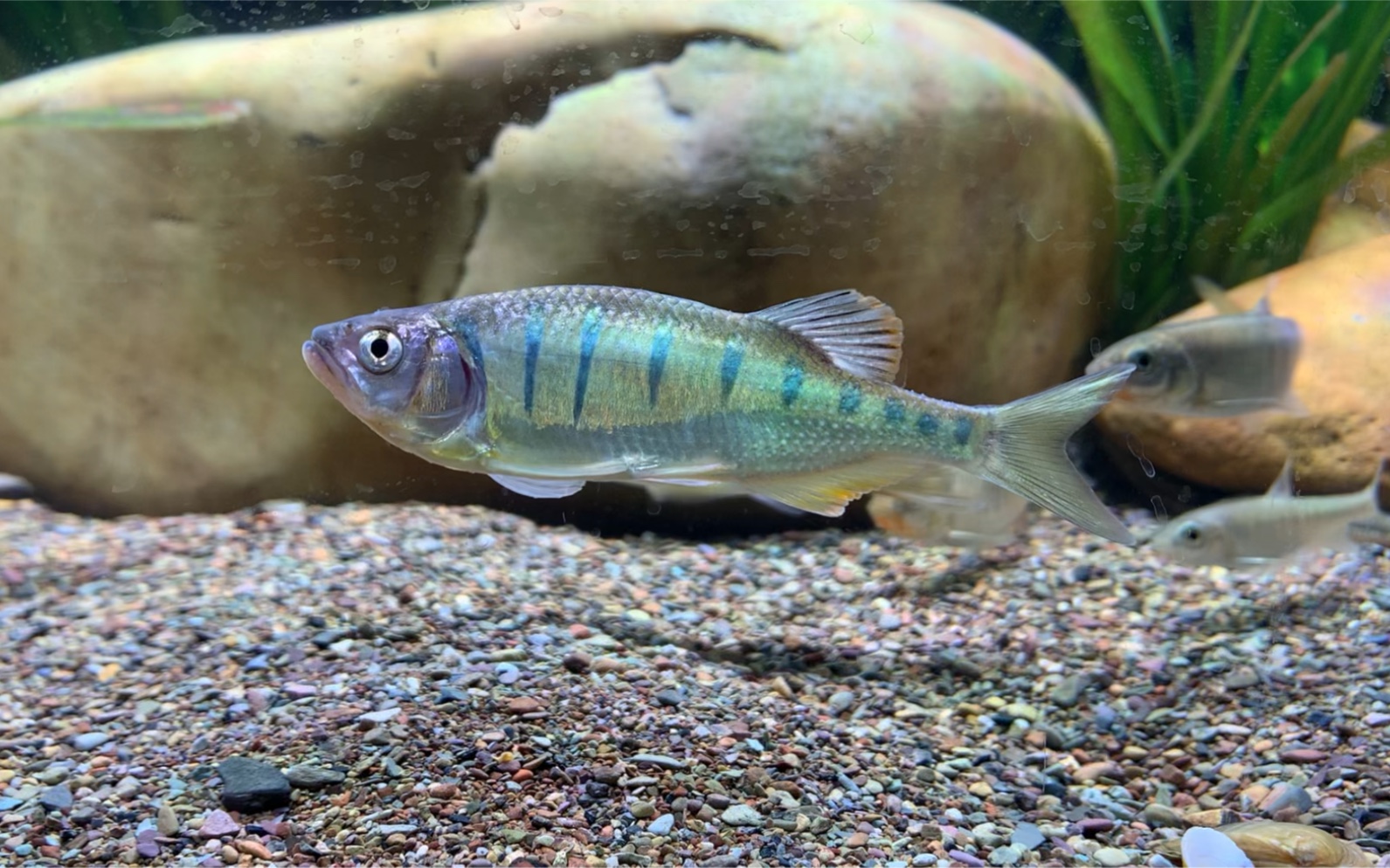 丽色低线鱲,就很异形的一种鱲,也很容易应激,但是好看也真的是好看!