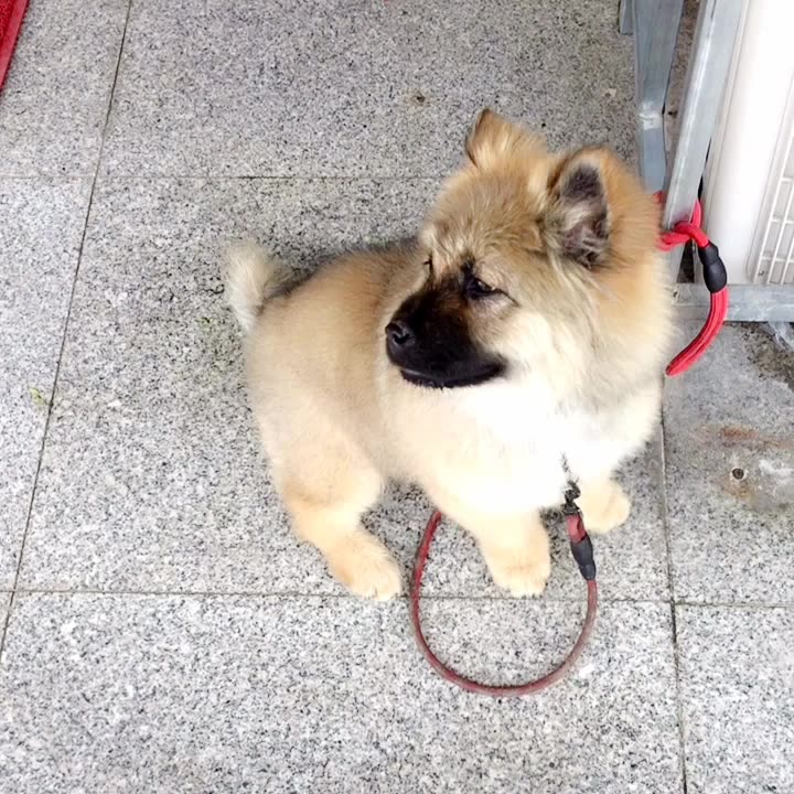 【串串狗】补一发小时候的存货吧!希望蚕豆快快好起来!