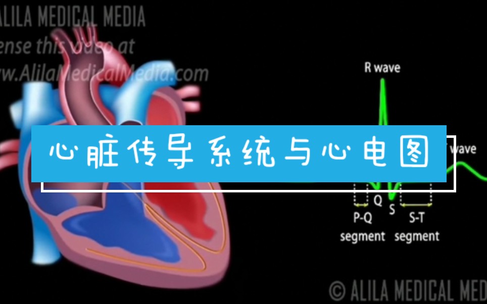 [图]【Alila Medical Media】3.心脏传导系统与心电图