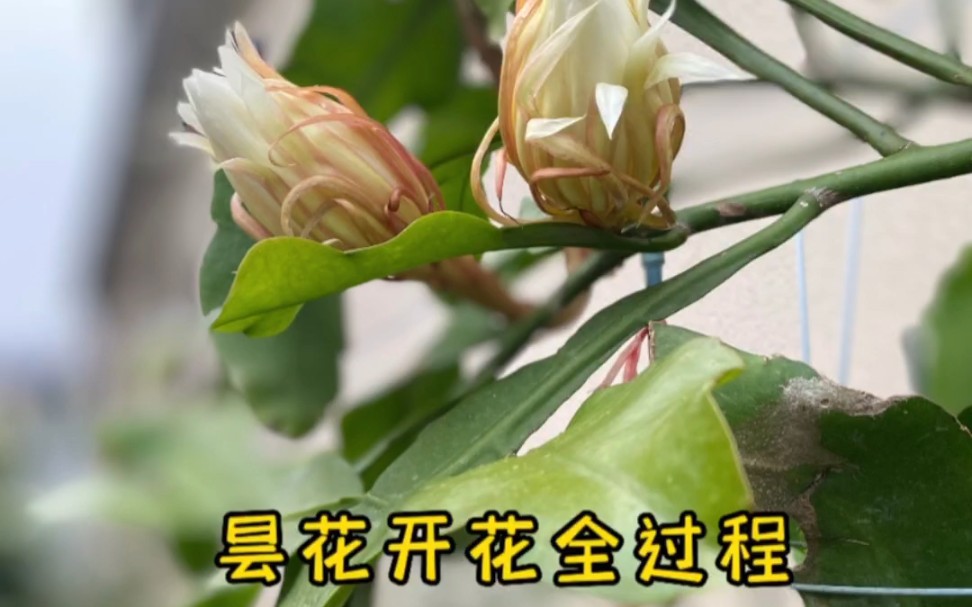 昙花一现哔哩哔哩bilibili