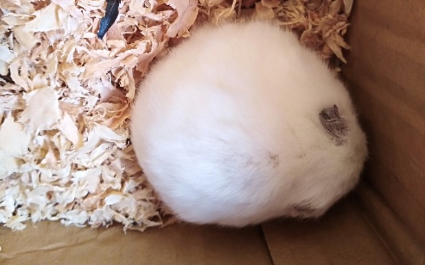 [银狐仓鼠]躺尸!如果不是有心跳,我还以为她死了呢!