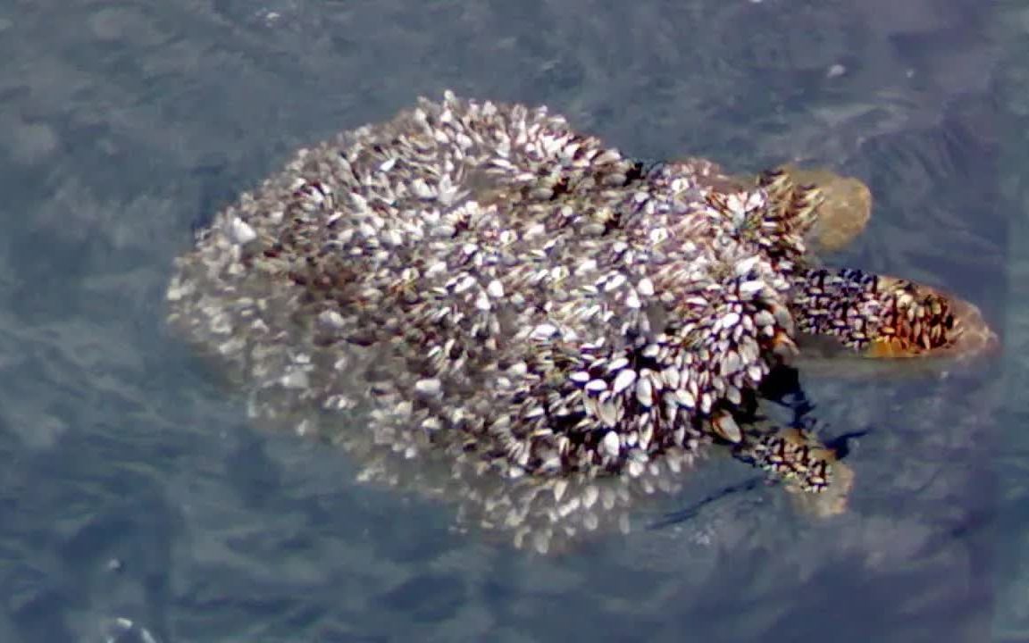 拯救被百万藤壶覆盖的海龟_哔哩哔哩_bilibili